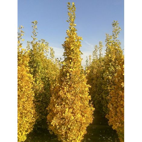 Arbre aux 40 écus 'Eiffel' Pot de 30L/35L (1/2)