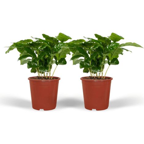 Lot de 2 Coffea Arabica Plantes d’Intérieur Caféier Pot 12 cm Hauteur 25 cm - PANGIVO (1/5)