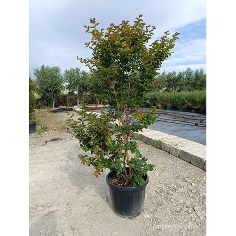 LAGERSTROEMIA INDICA TOUFFE 45 SEABOURN