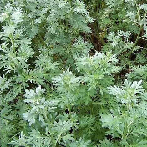 6x Absinthe / Absinthe - Artemisia absinthium - Pot 9x9cm (1/3)