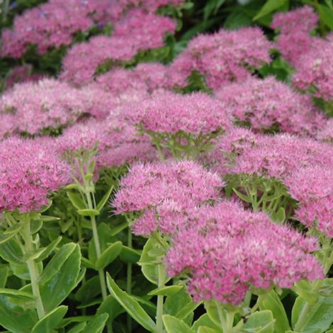 4 x Orpin  - Sedum spectabile 'Carmen'  - godet 9x9 cm