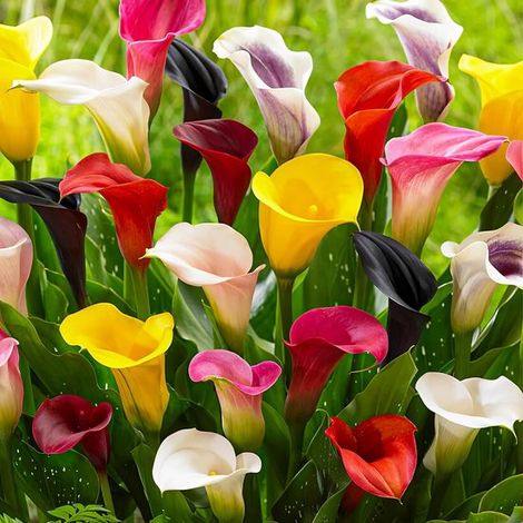 Bulbes de lys calla (Zantedeschia) - Mélange de 5 couleurs - Lot de 10 - Multicolores (1/5)