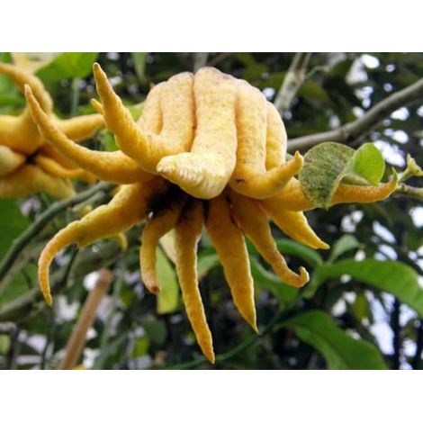 Vivaio Garden Forest – Plante Main de Bouddha cèdre en pot 24cm – Agrume parfumé – Préfère climat chaud – Idéal pour parfumer linge et boissons