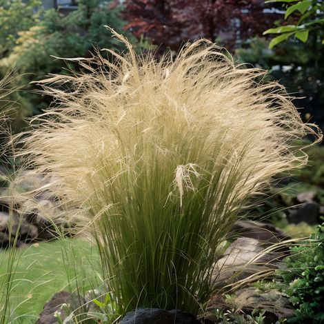 Gardenaria Stipa tenuissima - Graminacea ornamentale da esterno - Altezza: 40 cm (vaso 17) (1/4)
