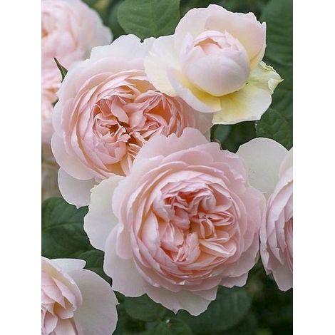 Rosier anglais 'Gentle Hermione' Pot de 4L/5L (1/4)
