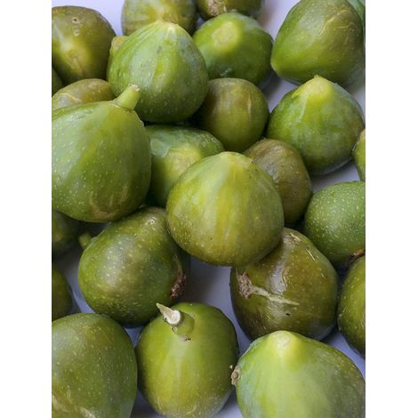 Figuier 'Gustis Ficcolino' Pot de 2L/3L, Buisson (1/2)