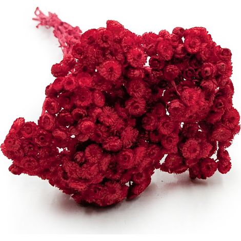 Getrockneter italienischer Helichrysum - (Helichrysum italicum) - Rot (1/5)