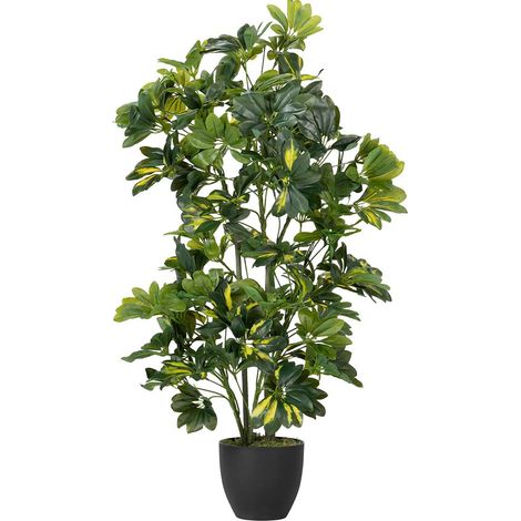 Plante Schefflera Arboricola 50X50X95 Cm (1/2)