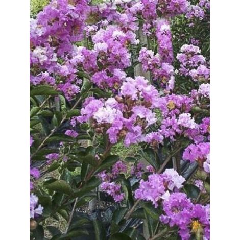 Lilas des Indes 'Souvenir d'Hubert Puard' Pot de 3L/4L