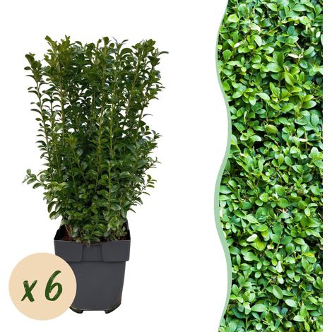 Buis Commun Buxus Sempervirens pour Haie Persistante Verte - Lot de 6 Plantes - Pot 17cm H45cm - PANGIVO (1/5)