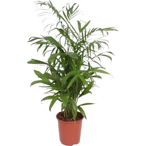 Palmier Bambou Chamaedorea Seifrizii - Plante d'Intérieur Tropicale - Vert Foncé - 140 cm - ø27 cm - PANGIVO (1/4)