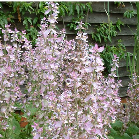 4 x Sauge - Salvia sclarea turkestanica - godet 9x9 cm (1/5)