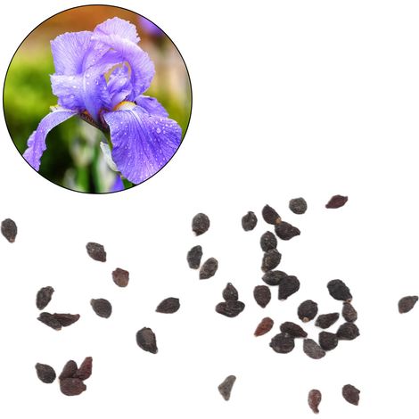 50 g de graines d'iris bleu jeunes plants d'Iris tectorum (également connu sous le nom d'iris des toits, iris papillon bleu, iris papillon violet, iris bambou plat). (1/5)