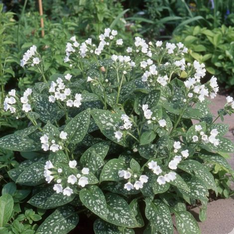 Pulmonaire Sissinghurst White/Godet - 5/20 cm