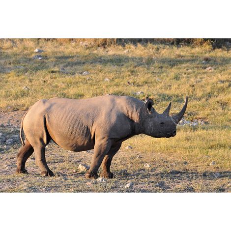 Papier peint panoramique animaux coucher de soleil Tapisserie panoramique nature rhinocéros idéal salon Papier peint panoramique brun et vert (1/2)