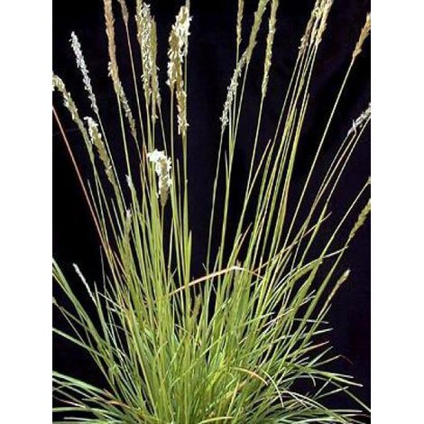 Sesleria autumnalis Godet de 8/9 cm (1/2)