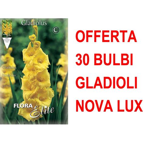 OFFERTA 30 BULBI GLADIOLI A FIORI GRANDI NOVA LUX BULBS