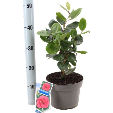 Camelia rosa "Camellia japonica Gloire de Nantes" pianta in vaso  16 cm h oltre 1 metro (1/5)