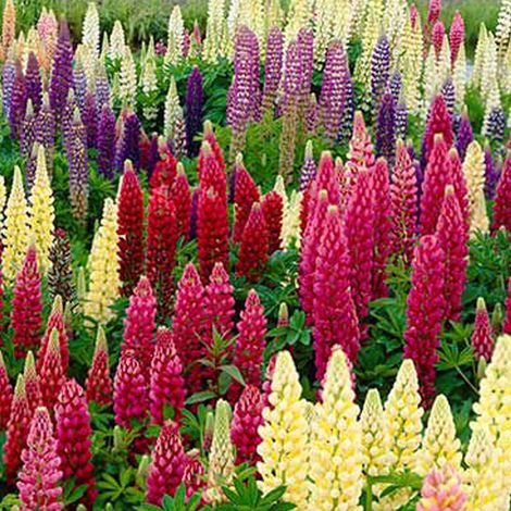 4 x Lupin  - Lupinus 'Russell Hybrids'  - godet 9x9 cm