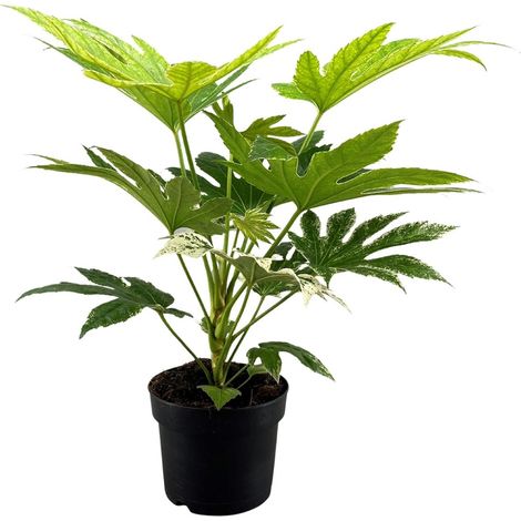 Fatsia Japonica Spider Web Plante Verte d'Intérieur et d'Extérieur Pot Ø17cm Hauteur 50cm - PANGIVO (1/4)