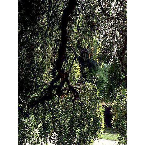 Sophora japonica 'Pendula' Pot de 20L/25L, Demi-tige 6/8