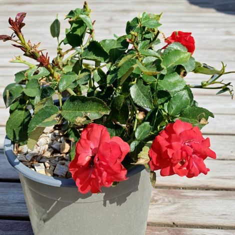 Gardenaria Rosa paesaggistica 'La Sevillana' - Rosa da giardino - Altezza: 25/30 cm (vaso19)