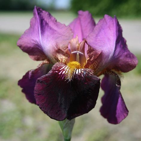 4 x Iris des jardins - Iris germanica 'Senlac' - godet 9x9 cm (1/5)