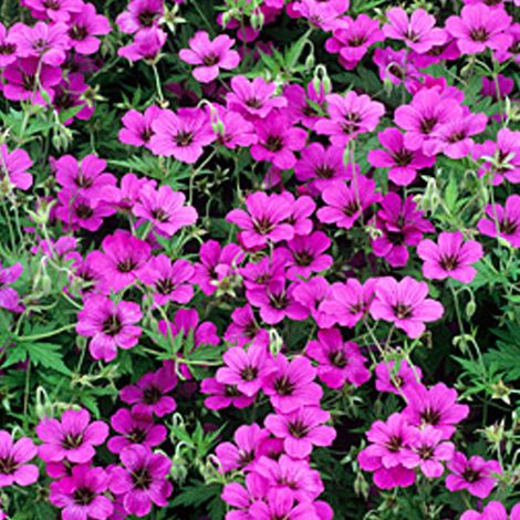 4 x Géranium vivace  - Geranium 'Patricia'  - godet 9x9 cm