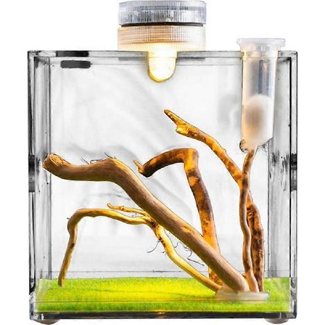 Reptile Container Jumping Spider Growth Enclosure et petit Animal Breeding boîte pour Turtles Beetles Snails Lizards D (1/5)