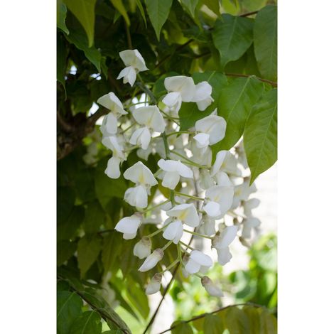 Glycine Grimpante Blanche à Longues Grappes Florales H 65 cm Pot Ø 15 cm Lot de 2 - PANGIVO (1/4)