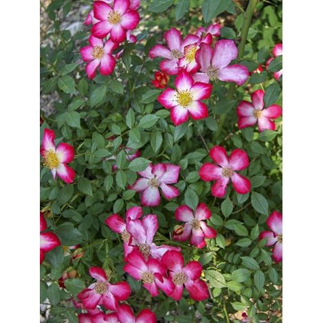 Rosier couvre-sol 'Star Profusion' Pot de 3L/4L (1/3)
