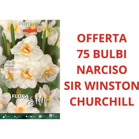 OFFERTA 75 BULBI DI NARCISO MULTI-FLOWERED SIR WINSTON CHURCHILL