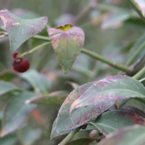 Fusain ailé - Euonymus alatus 'Compactus' - 60-80 cm pot (1/4)