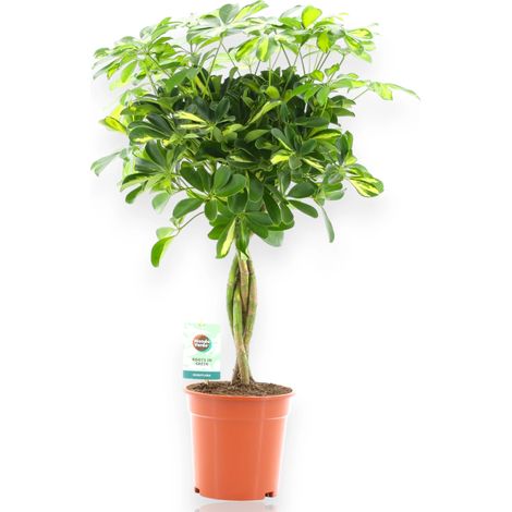 Gardenaria Schefflera arboricola 'Gold capella' - Pianta da interno ornamentale - Altezza: 180 cm (vaso 32) (1/5)