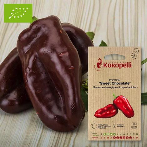Poivron Sweet Chocolate- Graines bio à semer