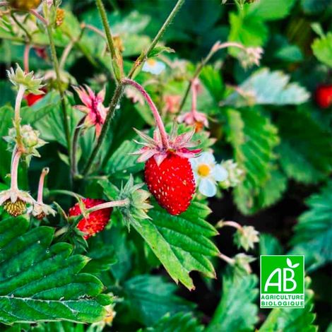 Fraisier des bois 'Reine des vallées' BIO (Fragaria vesca alpina 'Reine des vallées')