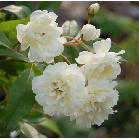 Rosa rampicante Bianca "Banksiae Alba Plena" pianta di rose rifiorente in vaso 9 cm