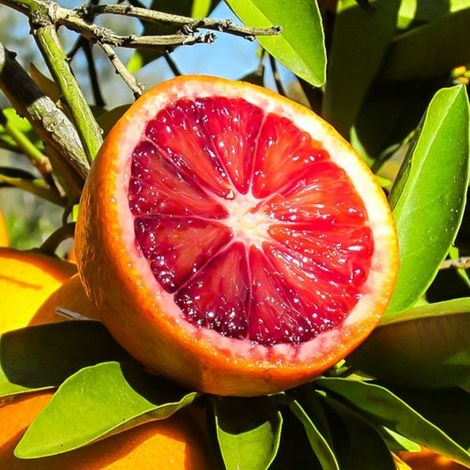 PIANTA DI ARANCIO MORO in vaso 24 - età 3/4 anni (foto reali)