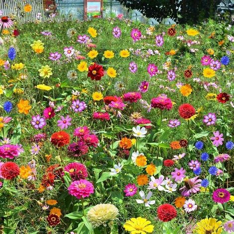 1000 pièces Semences de fleurs sauvages vivaces – Mélange 4 saisons + jardin fleuri naturel, idéal prairie et massifs (1/4)