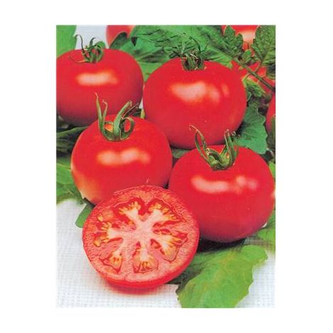TOMATE MERVEILLE DES MARCHES