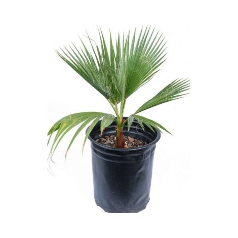 Palma messicana "Washingtonia robusta" pianta in vaso ø9 cm h. 20/40 cm