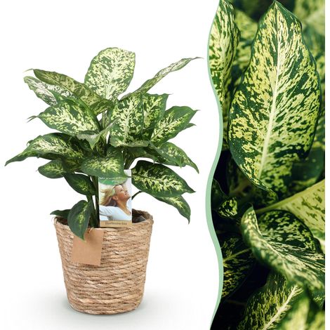 Plante d'intérieur Dieffenbachia Compacta Panachée avec Panier - Pot 17 cm - 45-50 cm - PANGIVO (1/5)