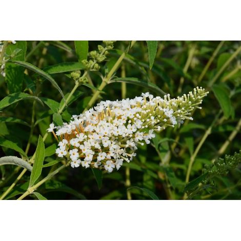 Gardenaria Buddleja davidii 'White Profusion' - Arbusto ornamentale da giardino - Altezza: 40/60 cm (vaso19) (1/5)