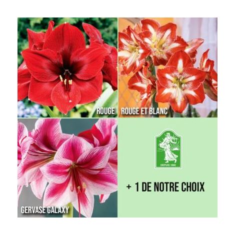 OFFRE FABRE : 3 Amaryllis + 1 OFFERTE