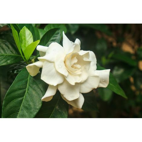 Pianta di Gardenia Jasminoides vaso 17cm