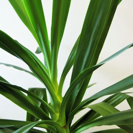 Yucca filamenteux/Pot de 5L