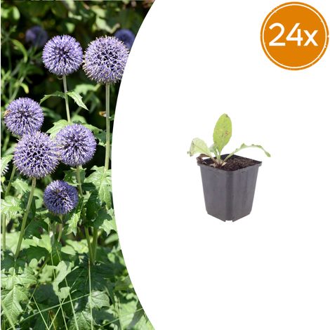 Lot de 24 Echinops ritro - Chardon Boule Vivace - Fleurs Bleu Acier - Hauteur 10-25cm Pot Ø9cm - PANGIVO (1/5)