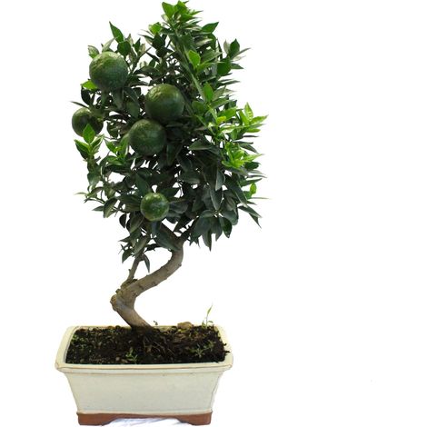 Bonsai Citrus Myrtifolia - Bonsai Vero Chinotto - Vaso Ø 22 cm H 45-50 cm