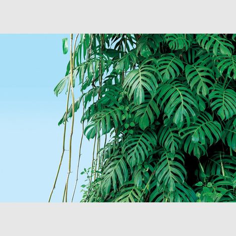 Papier peint intissé - Monstera - 375x270 cm