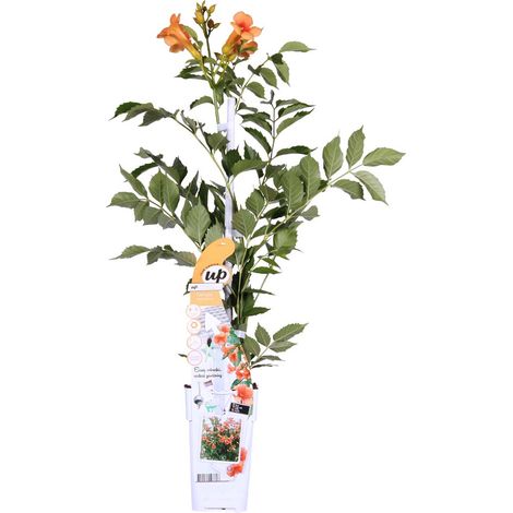 Bloomique - Campsis radicans 'Galen' - Bignone orange - Grimpante - Plante de jardin - Rustique - Hauteur 50-70 cm - Pot 15 cm (1/5)